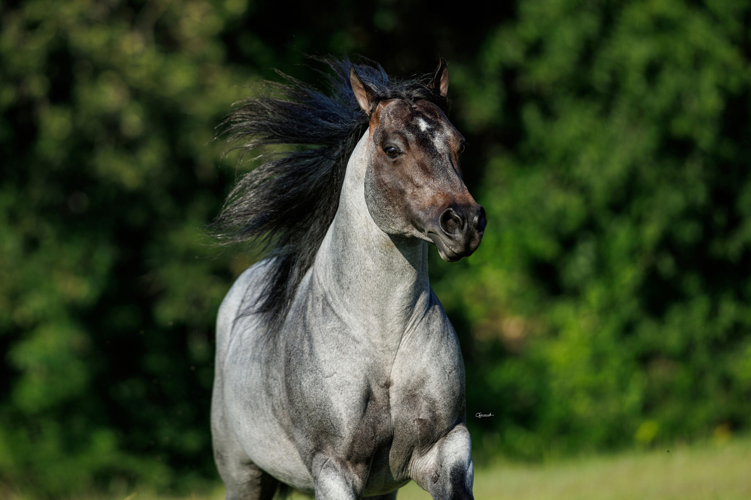 Bet Hesa Boon running, mane flying
