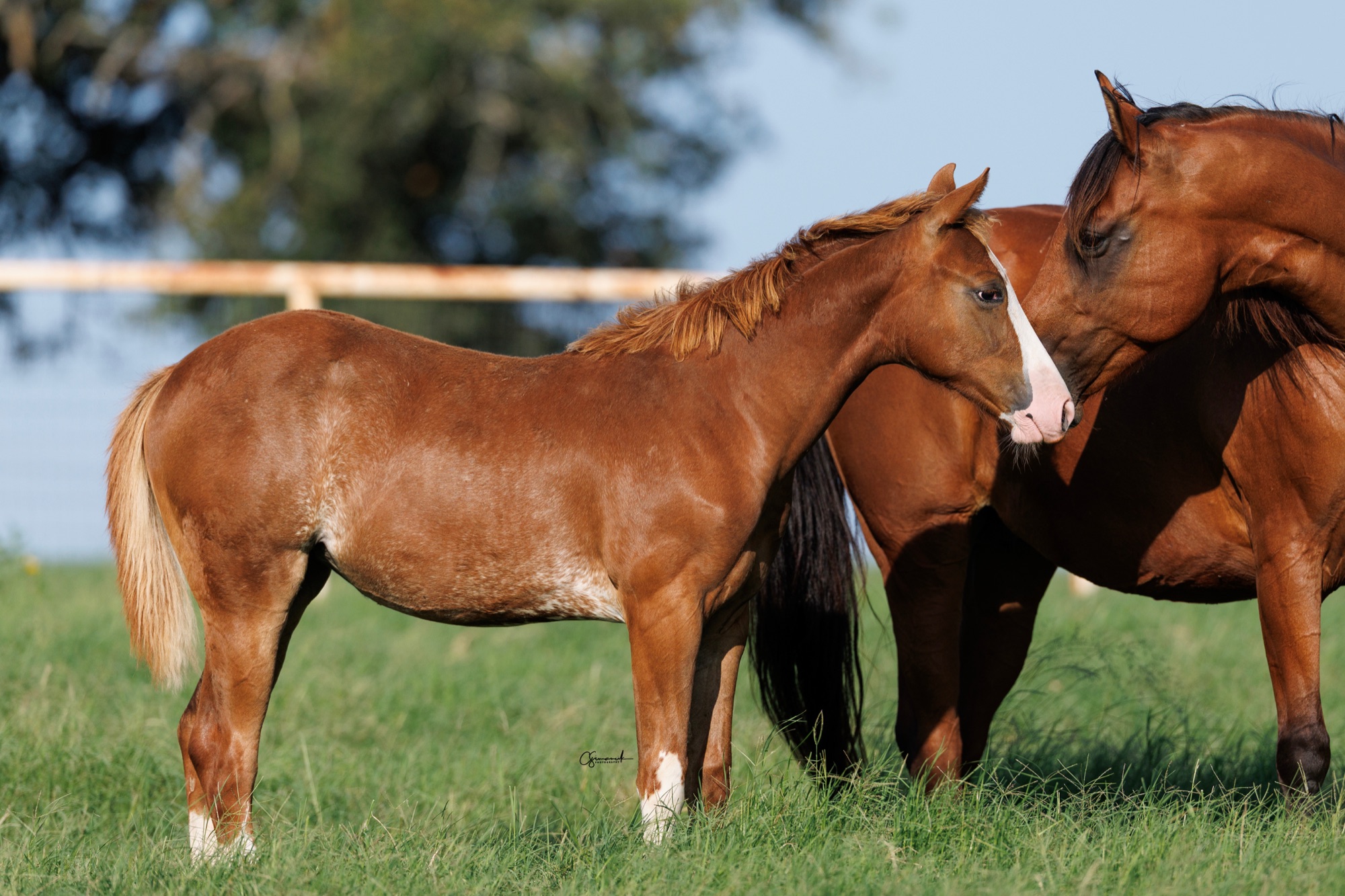 A Servi mare and her 2025 foal in the pasture